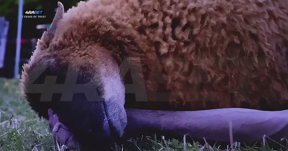 View The Sheep Detectives (2025) — screenshot The Sheep Detectives (2025) — screenshot